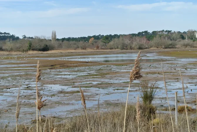Balade à roulettes : Les prés salés ouest