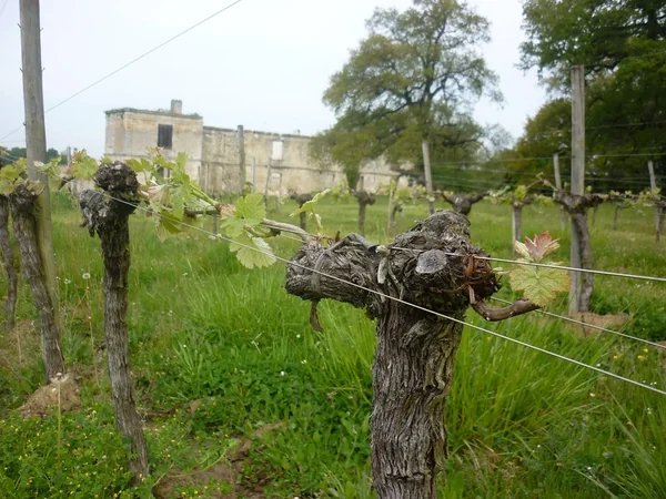 Château Boutinet