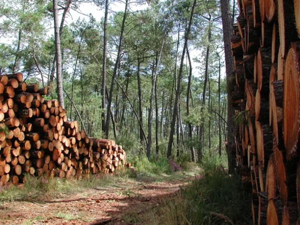 Ambrus, la balade forestière de Pelane