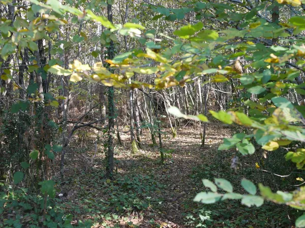 Forêt du Taillan Médoc