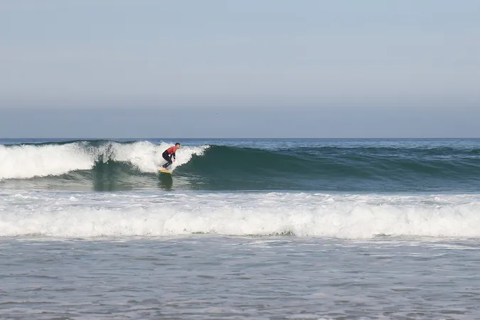 Koala Surf School