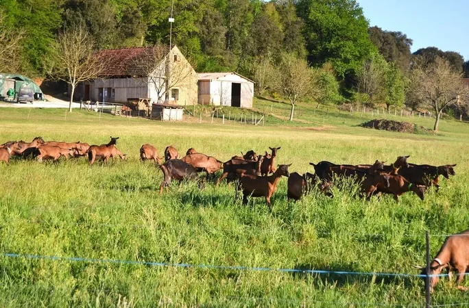 Chèvrerie Les Biquettes de Braulen