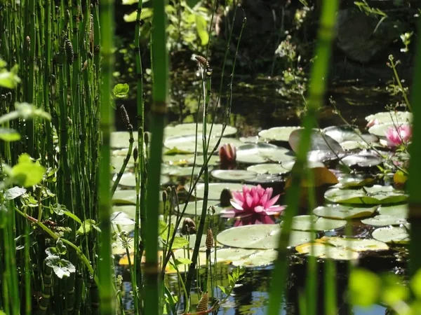 Parc Botanique du Château de Neuvic