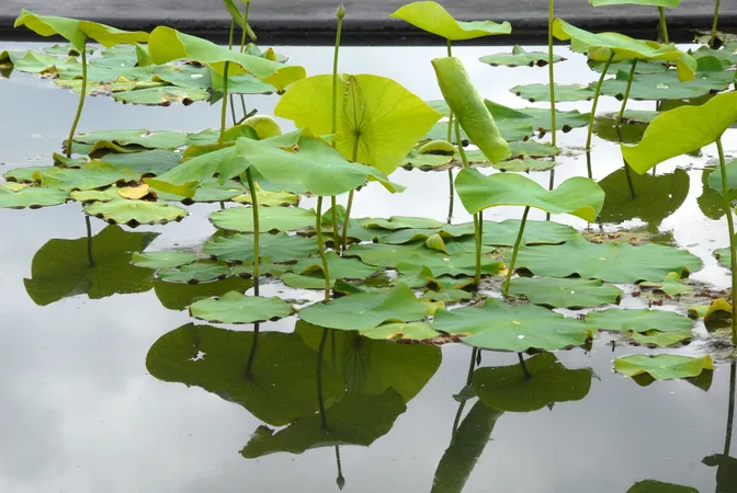Jardin botanique et ses serres de Bordeaux Bastide