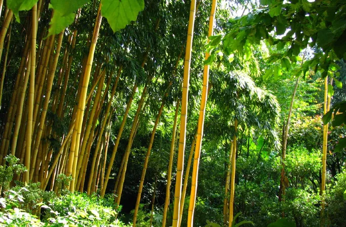 Jardin les Bambous de Planbuisson