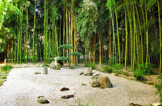 Jardin les Bambous de Planbuisson