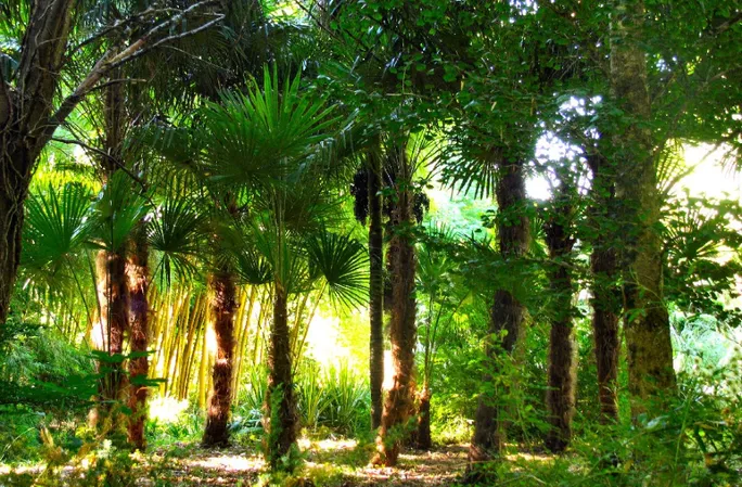 Jardin les Bambous de Planbuisson
