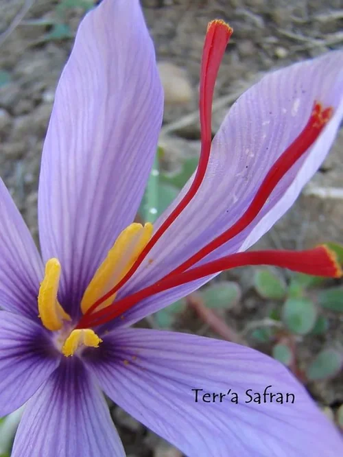 Terr'a Safran