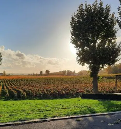 Château Petit Mangot