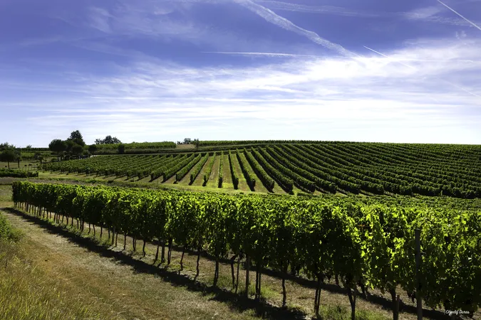 Domaine Les Bertins