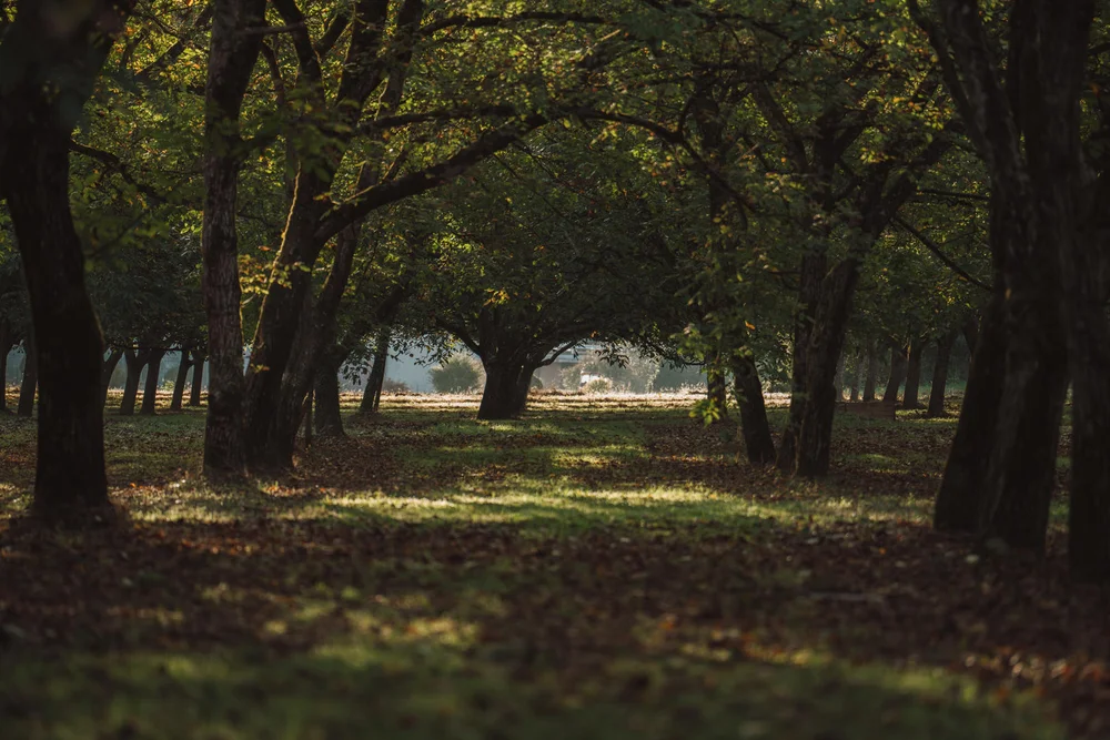 Les Noyeraies du Lander