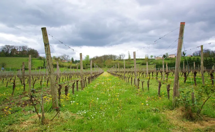 Vignobles Serge Gazziola