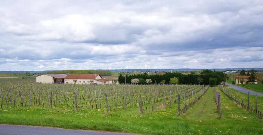 Vignobles Serge Gazziola