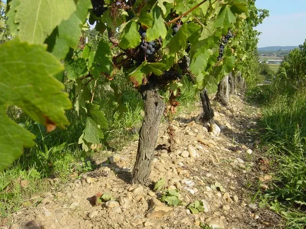 Château Poulvère