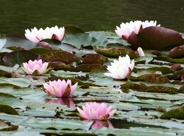 Les Etangs de la Jemaye