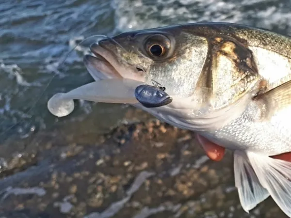 Aquitaine pêches sportives