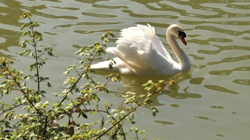 Bois de Thouars