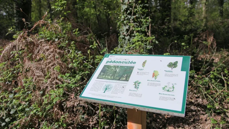 Bois de Thouars