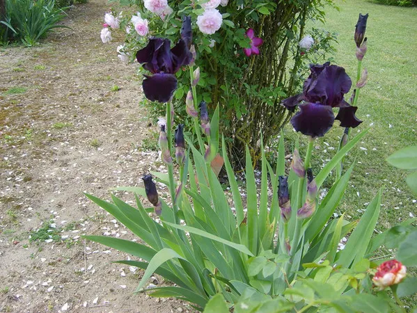 Le jardin de Mireille