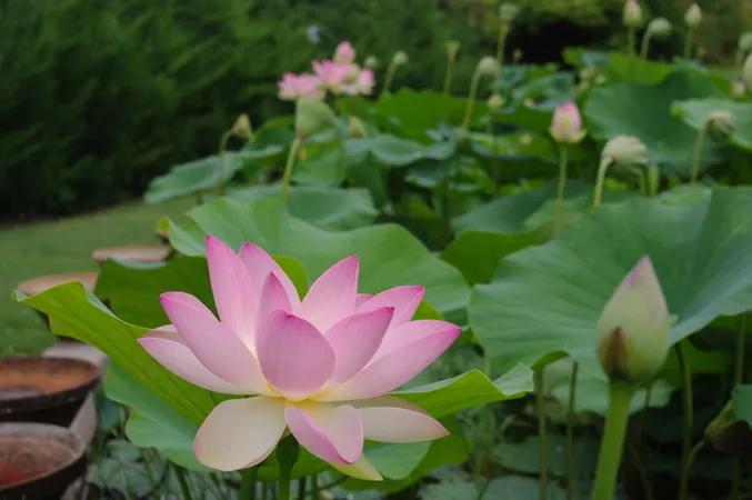Le Jardin des Nénuphars Latour-Marliac