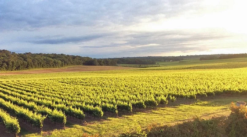 Vignobles Alain DUFOURG