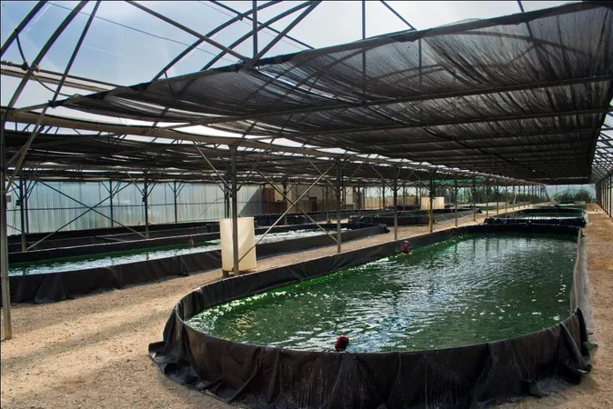 La Spiruline des Frangines, gourmande et croquante