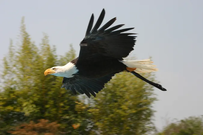 Ecoparc du Rocher des Aigles