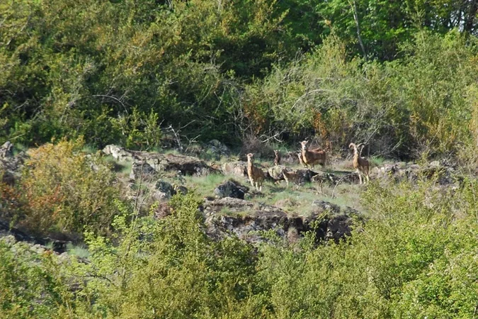 Gorges de l'Auvézère
