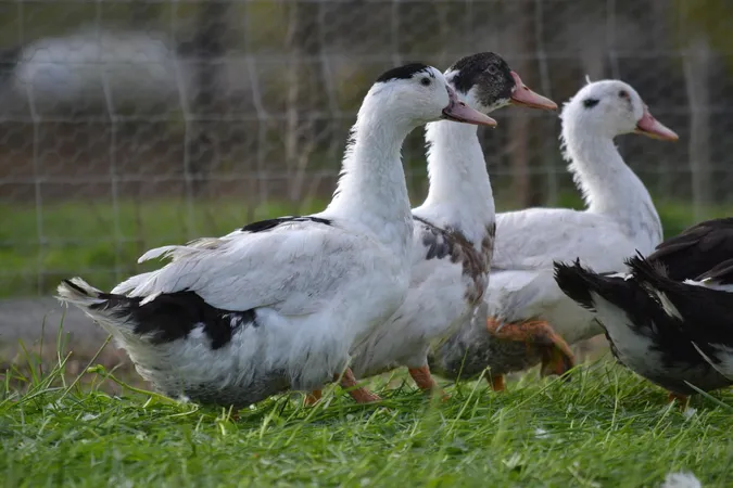 La Ferme de Fages